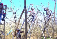 Fruticultura: implementan el programa Primera Escalera