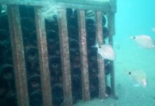 Más vinos rionegrinos maduran en las profundidades del Golfo San Matías
