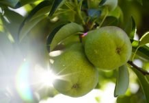 Confirman que habrá arancel de exportación cero para el jugo de pera