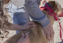 Con jornadas de vacunación, Salud adhiere al Día Internacional contra la Rabia