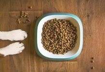Imputan a una roquense por matar de hambre a un perro y quemar el cadáver