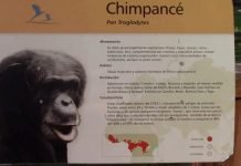 ¿Qué hacer con el chimpancé Toti?