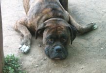Imputan a un riocoloradense por maltratar a dos perras raza boxer