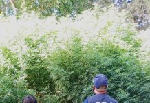 Cipolletti: secuestraron más de 2 kilos de marihuana y una gran cantidad de plantas