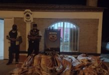 Decomisan ovejas faenadas ilegalmente
