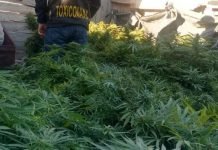 Incautas plantas y cogollos de marihuana en Regina y Chichinales