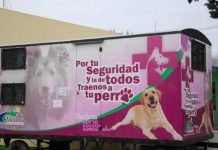 Indemnizan a veterinario que se lesionó el hombro trabajando en el quirófano móvil viedmense