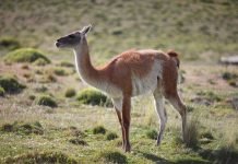 Tres condenados por cazar un guanaco