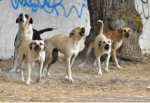 La atacaron los perros cuando volvía del trabajo: cobrará un millón