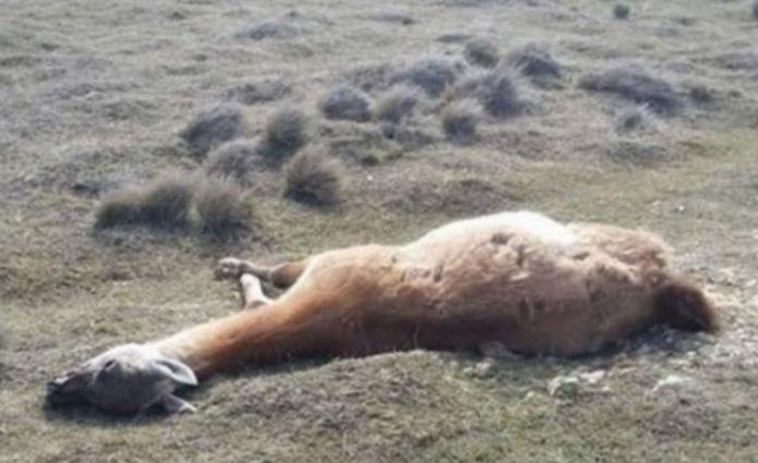 guanaco muerto