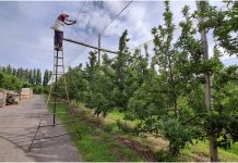 Productores rionegrinos: toda una vida ligada a la fruticultura