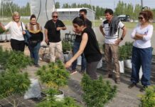 Entra en la etapa final la producción de cannabis medicinal de Patagonia Norte