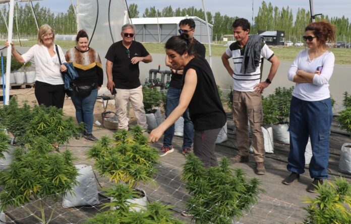 Cannabis Medicinal (3)