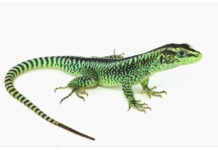 Anunciaron el descubrimiento de nueva especie de lagartija