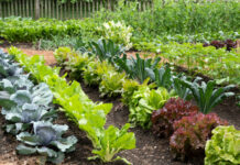 Huerta de invierno: cómo empezar a cultivar en junio