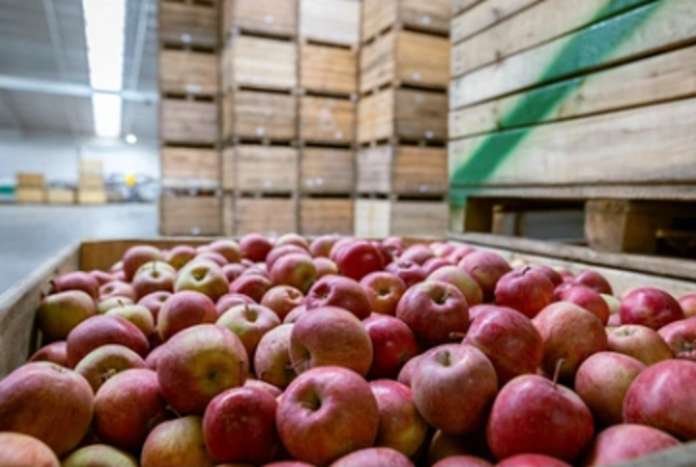 manzana