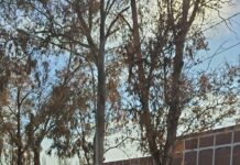 Amplio despliegue en Allen para prevenir el delito