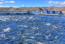 La acuicultura crece en Río Negro