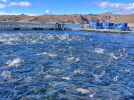 La acuicultura crece en Río Negro