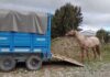 Capturaron un caballo que andaba suelto en la circunvalación barilochense