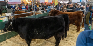 La ganadería rionegrina crece y se muestra