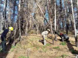 Río Negro controla pino radiata para recuperar el bosque nativo del Río Azul