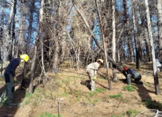 Río Negro controla pino radiata para recuperar el bosque nativo del Río Azul
